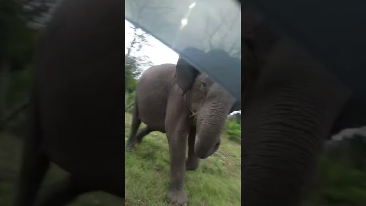 Mysore to Ooty road elephant angry