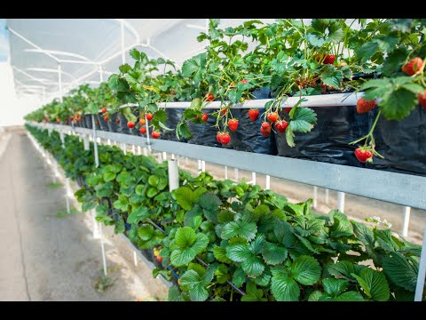 მარწყვის მოყვანის პირველი სასწავლო კურსები \"კოლხი ფერმისგან\"