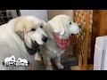 雷に怯えるルンルンと側を離れないアランです　Great Pyrenees　グレートピレニーズ