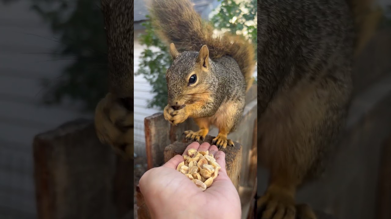 SQUIRREL! Mama squirrel eating peanuts from my hand, so cute  