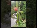 How to start Rooftop Garden #shorts