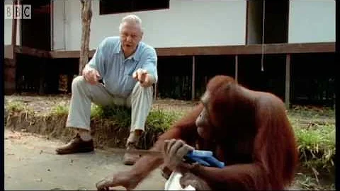 Attenborough: Amazing DIY Orangutans | BBC Earth - DayDayNews