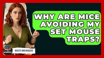 Why Are Mice Avoiding My Set Mouse Traps? - Insects and Invaders