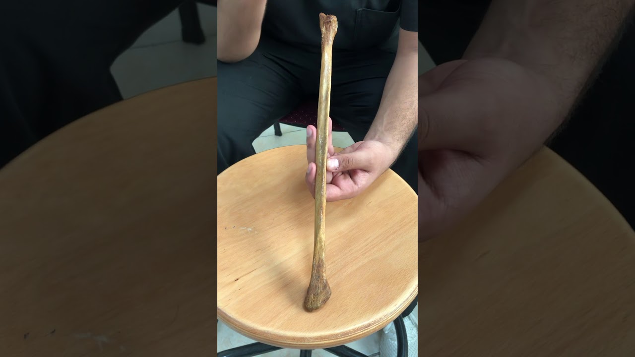 Anatomy of fibula bone.