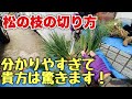 松の枝の切り方完全攻略【松の剪定】わかりすぎて怖い!