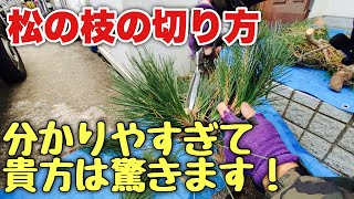 松の枝の切り方完全攻略【松の剪定】わかりすぎて怖い