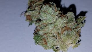 ROGUE RAVEN FARMS - GORILLA GLUE #4