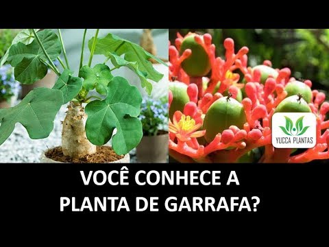 Vídeo: Onde a planta Jatropha é cultivada?