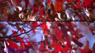 TEST: B4 ENG lens on JVC LS300 in 4K - Super35mm / APSc - full coverage!
Here I perform some tests with a Canon J15ax8 B4 ENG lens on the JVC LS300 in 4K.
Im coupling the LS300s Super 35mm sensor size and built-in ND filters with a smooth servo zoom, parfocal* focus, and constant aperture ENG lens. A great solution for filmmakers covering action, documentary work, performances, and dramatic work where a smooth zoom is needed during the shot.
I also compare the LS300s LOG, Cinema, and REC-709 gamma profiles.
* It looks as though the back-focus was a bit out. I had not re-calibrated it for this camera before shooting this video. But I wanted to get everything shot before the rain arrived here in Texas. So the lens is sharp at one focal length, but as I zoom out, the focus pulls forward. Calibrating the back focus properly on any camera will enable an ENG lens to stay parfocal (keep focus throughout the zoom). TEST: B4 ENG lens on JVC LS300 in 4K - Super35mm / APSc - full coverage!