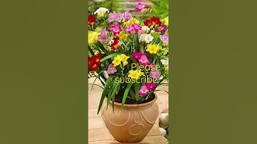 Thumbnail of #freesia flowers #shorts#viral#video