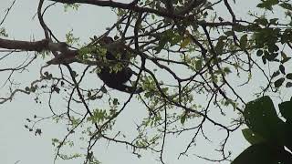 Belize Howler Monkeys Rick & Jane