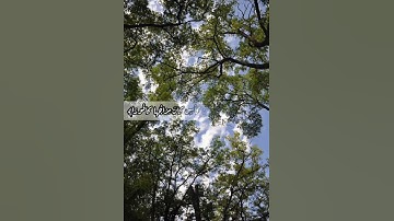 تلاوه رائعه للشيخ/طارق محمد