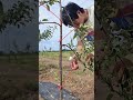 Fruit Tree Training Machine 🌱 Faster Growth & Better Fruit Production #Shorts