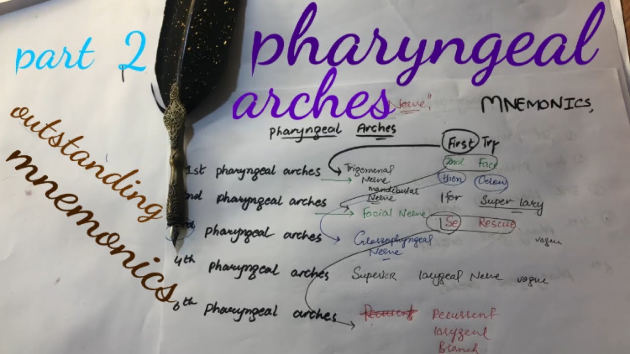 pharyngeal arches derivative part 2 /dr serotonin - YouTube