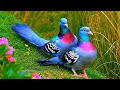 Birdsong in Forest 🌿 Bird Relaxing Music for Deep Focus, Stress Relief & Inner Peace (4K)