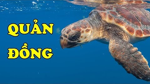 Tìm hiểu về Quản Đồng | Loggerhead Sea Turtle | Loài rùa biển có bộ hàm cực khỏe | Hoàng Long Family