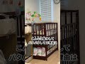 生後4ヶ月にして大人ビックリの粘り強さ😂 #赤ちゃん #双子 #babyshorts #baby #shorts