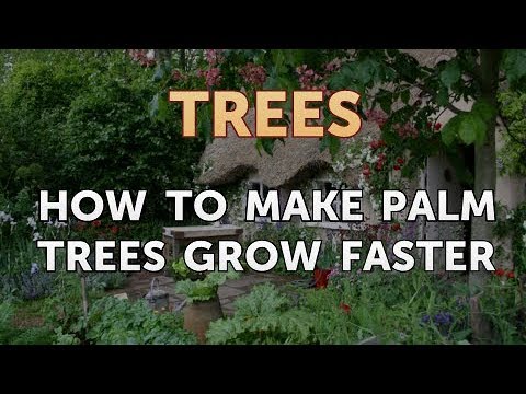 How to Make Palm Trees Grow Faster - YouTube