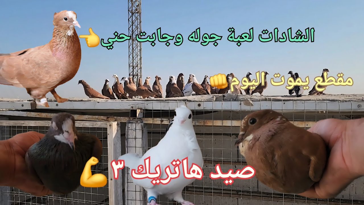 صيد هاترك ٣💪الشادات لعبة لعب وجابت حني غريب👏المشنف ضاع😢وماتن الشوامل فدوه😭مقطع روعه لا تقدم دقيقه👆