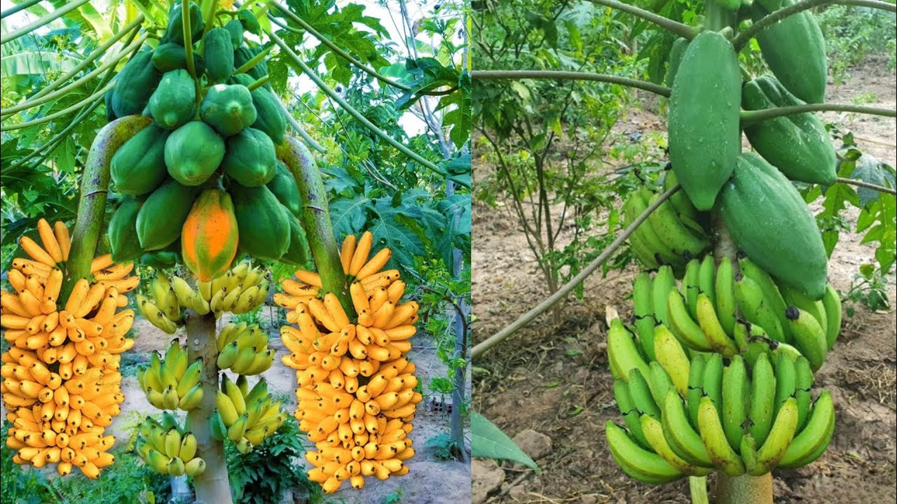 A new way I just discovered, planting papaya with bananas to get fruit