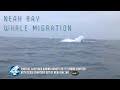 Huge Whale Migration Spotted Offshore of Neah Bay