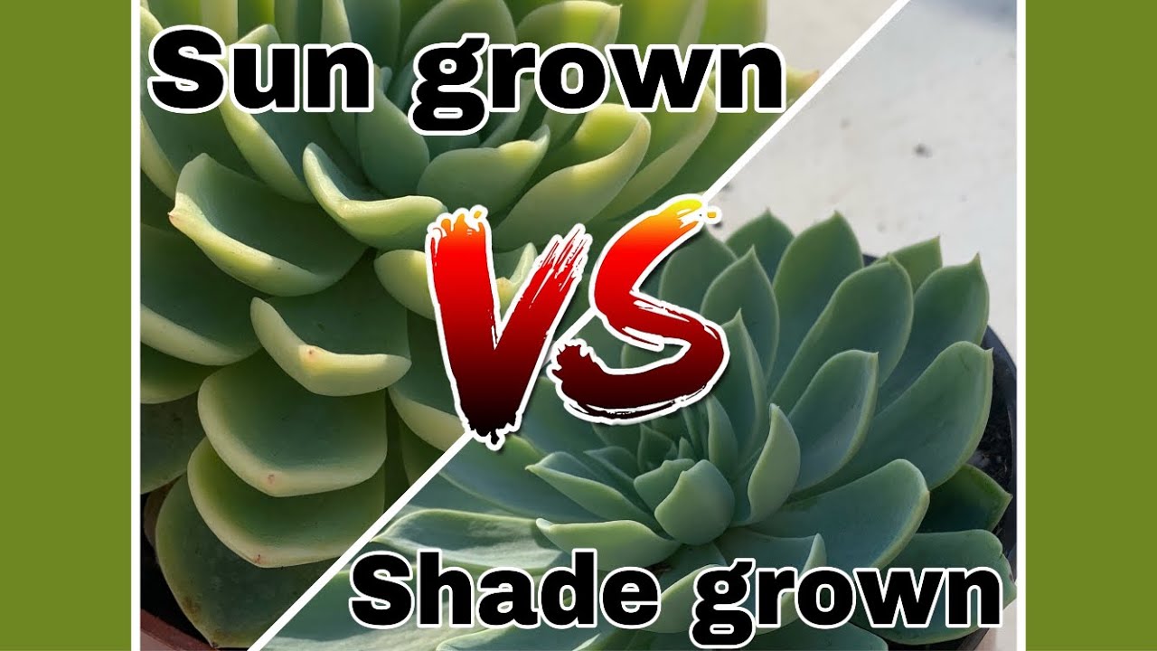 Sun Vs Shade Succulents