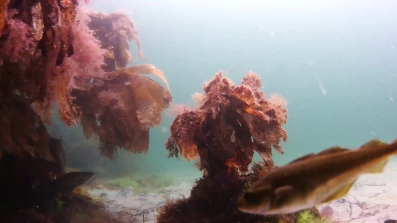 ScubaDive West Ireland, 1.0 hour of peaceful underwater footage, 02