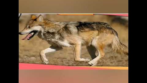 CLASS 3 SOCIAL STUDIES- Chapter  20  Humans Learn New Things