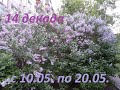 14 декада 2020г (с 10.05. по 20.05.)