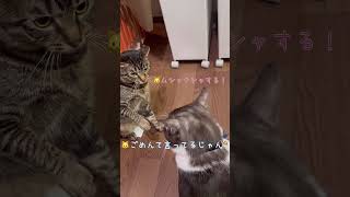 おてんちゃんｖｓちゅうたの可愛い争い【猫のちゅうたと妹分のおてんちゃん】#cat #猫 #保護猫 #shorts