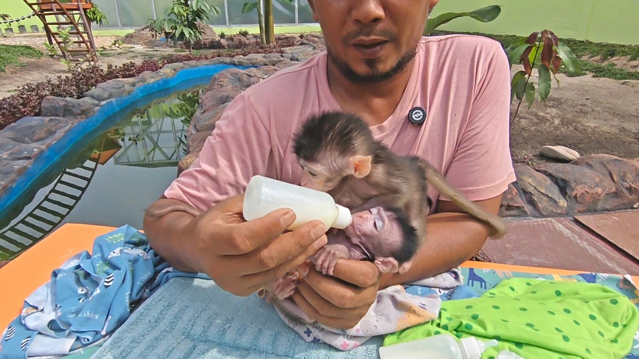 This is what makes Loki unique, drinking milk while sleeping 😅😅