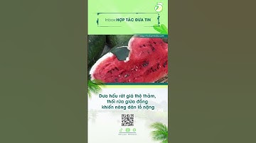 Nhà 2 lúa | Dưa hấu rớt giá thê thảm, thối rữa giữa đồng khiến nông dân lỗ nặng