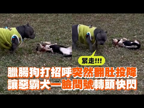 臘腸狗打招呼突然翻肚投降 讓惡霸犬一臉問號轉頭快閃|寵物動物|臘腸狗