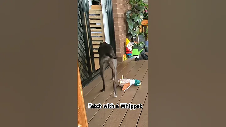 Fetch, playing by Whippet Rules!