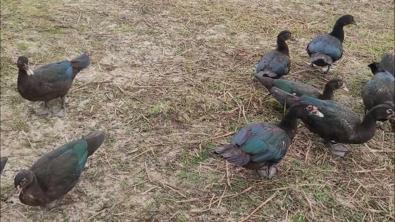 ducks and Crab 1 YouTube