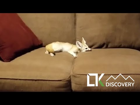 LTK Discovery - A Mischievous Fennec Fox