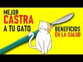 Mejor CASTRA a tu gato: BENEFICIOS en la SALUD