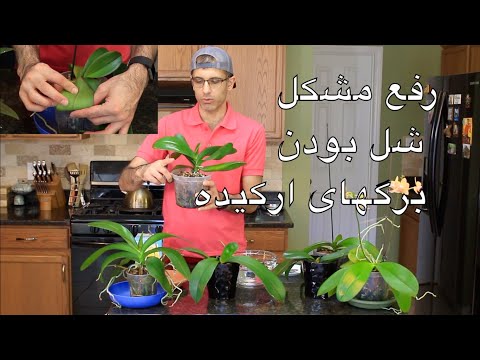 تصویری: بیماری های ارکیده و درمان آنها