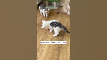 Are My Cats Playing  | Cat Playing vs Cat Aggression #cute #shortvideo #animals #trendingshorts #cat