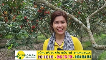 Cùng tham quan vườn chôm chôm kinh tế vừa bán trái vừa làm du lịch sinh thái