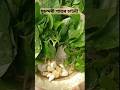 মুচন্দৰী পাতৰ চাটনী l Fish mint chatni l #fishmint #assamesefood #shortsviral #trending