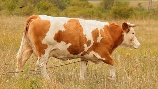 Cattle 