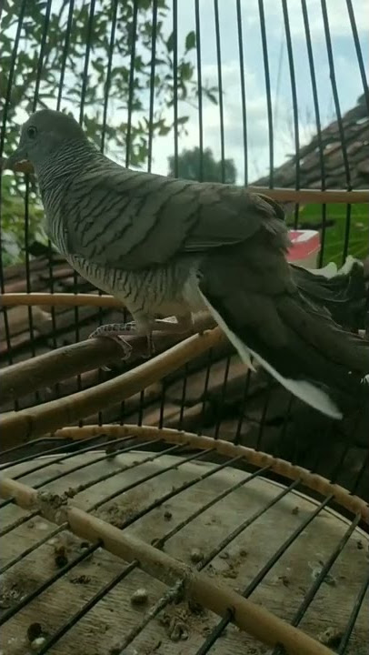 SUARA PERKUTUT LOKAL NGRETEK NRETEK❗❓#shorts #perkututngretek #suaraperkututlokal #shortvideo#nretek