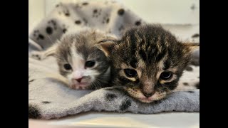 Cute Kittens Live HD Cam
