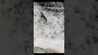Leaping Salmon on the River Ribble, Yorkshire Dales (Slow motion @100fps)