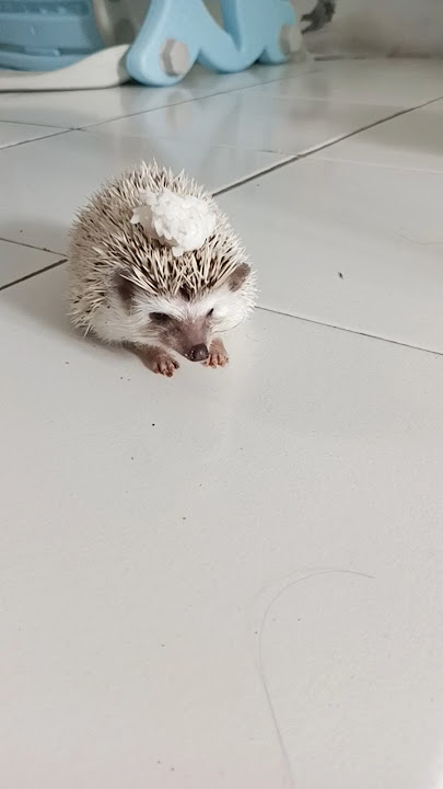 landak ku ketumpahan nasi 😂 #dog #funny #comedy #pets #landak #hedgehog