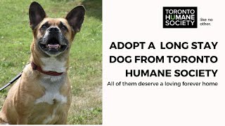 Meet Some of Toronto Humane Society's Long Stay Dogs