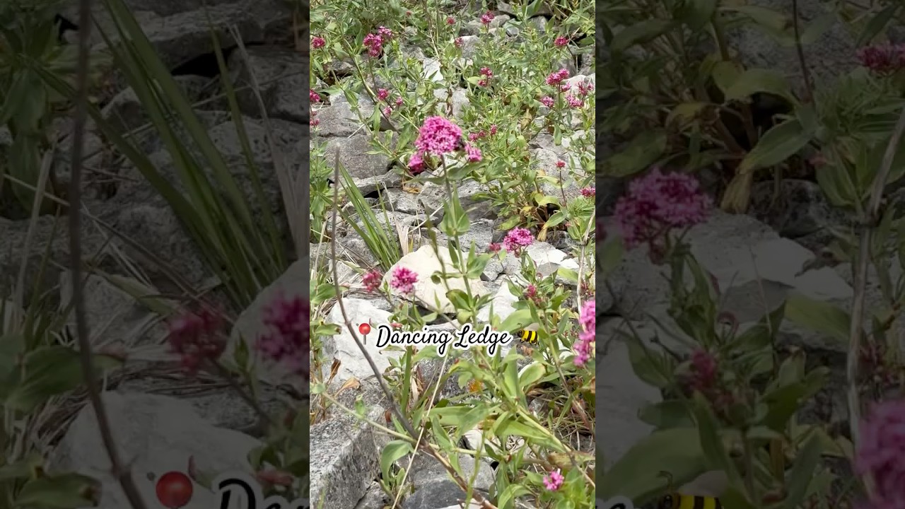 Busy little bee spotted today at Dancing Ledge 🐝 Held on against the wind too! 