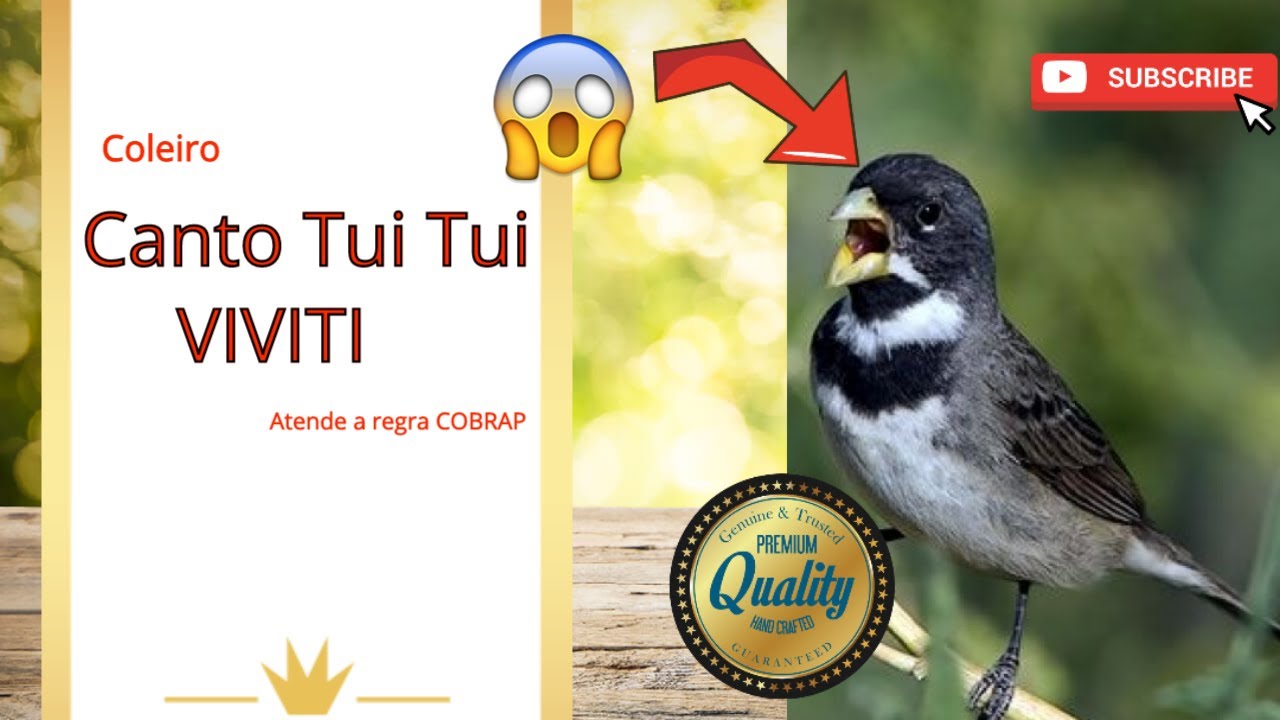 Canto De Coleiro Tui Tui Zel Zel Para Ensinar Filhote Coleiro Canto Tui Tui Duas Notas Otimo Para Encarte Youtube