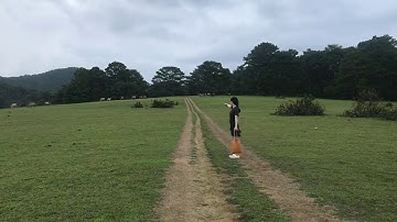 ĐÀ LẠT CÂY THÔNG CÔ ĐƠN #câythôngcôđơn